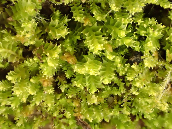 Lophozia